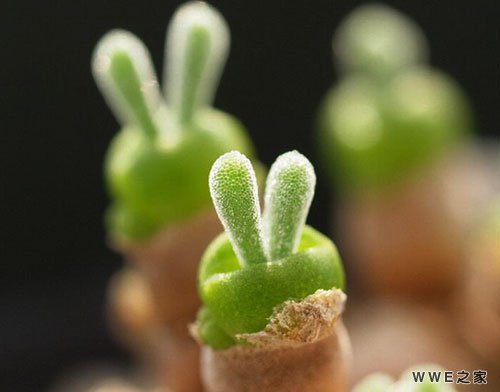 带灵字的唯美好听qq情侣网名