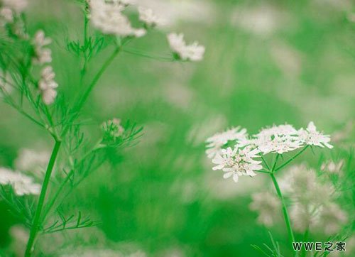 唯美有意境的四字古风qq网名