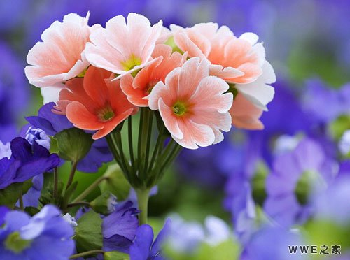 非注流带有佳字的女生唯美网名