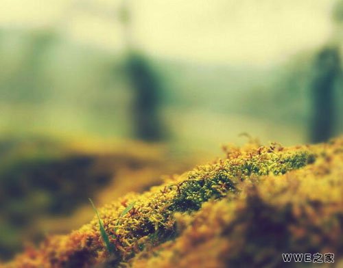 带姜字的唯美好听四字网名