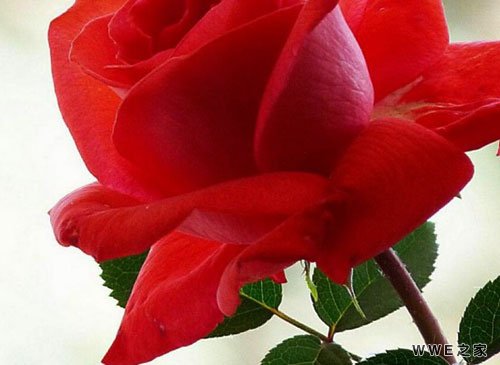 唯美好听的幸福QQ情侣网名大全