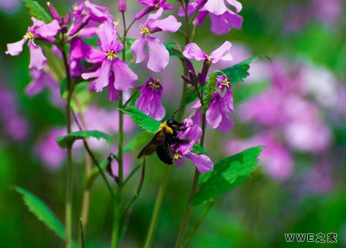 带有芙字的女生好听qq网名