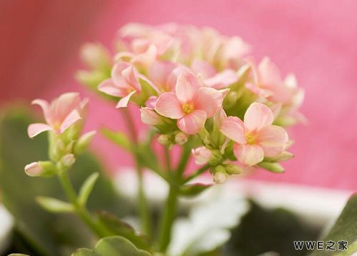 带有佩字的女生qq个性网名