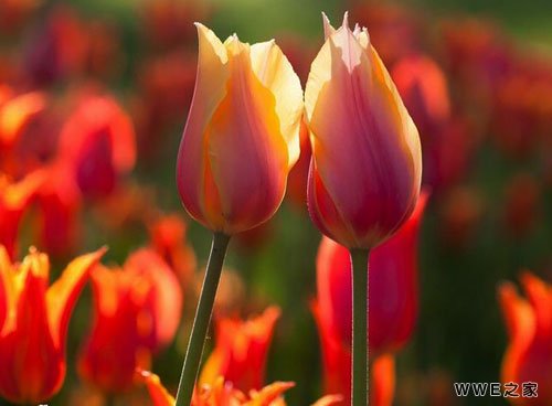 带叆字的非主流qq网名