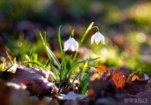 带苑字的五字古风网名_带有苑字的唯美qq情侣网名