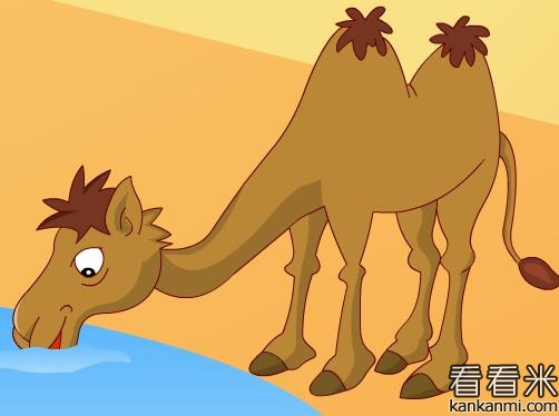 骆驼和猪比高低