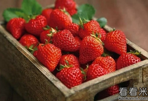 90后白领当农夫种草莓的创业故事